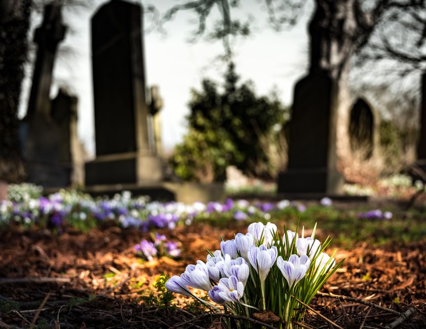 A cluster of delicate white and light purple crocuses with green stems grows in the foreground on a bed of reddish-brown soil at a cemetery, where blurred headstones and gravestones are visible in the